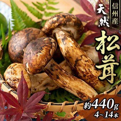 信州産「天然松茸」（約440g/4〜14本） 【野菜・きのこ・シイタケ】 お
