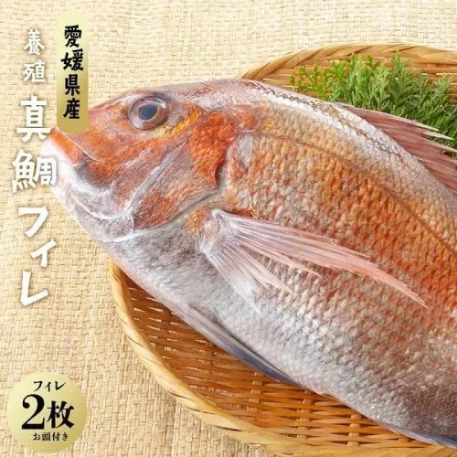 ふるさと納税 松前町 愛媛県産養殖真鯛フィレ2枚お頭付き冷凍   魚、鮮魚
